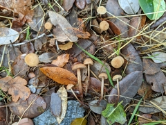 Mycetinis copelandii