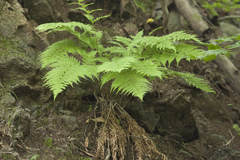 Athyrium yokoscense