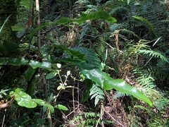 Microsorum pustulatum