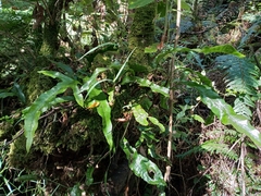 Microsorum pustulatum