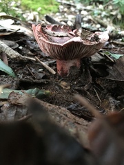 Russula americana