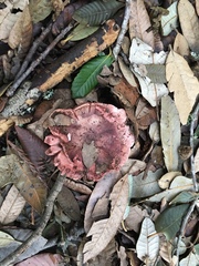 Russula americana
