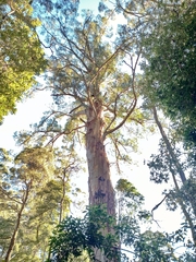 Eucalyptus regnans