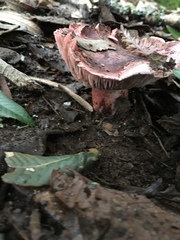 Russula americana