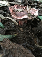 Russula americana