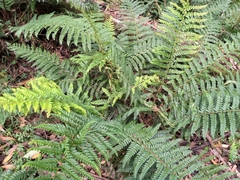 Polystichum proliferum