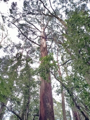 Eucalyptus regnans
