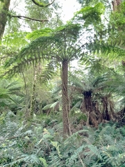 Cyathea australis