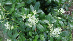 Scandia rosifolia