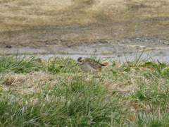 Pluvialis fulva