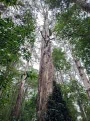 Eucalyptus cypellocarpa