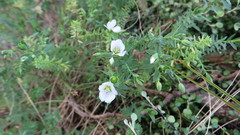 Linum monogynum monogynum