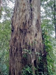 Eucalyptus cypellocarpa