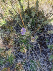 Veronica pimeleoides
