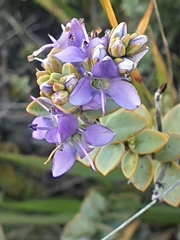 Veronica pimeleoides