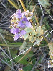 Veronica pimeleoides