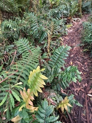 Blechnum wattsii