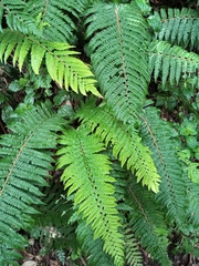 Polystichum proliferum