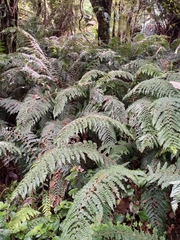 Polystichum proliferum