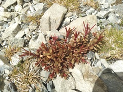 Epilobium porphyrium