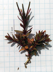 Epilobium porphyrium