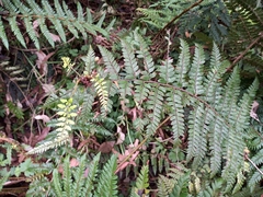 Polystichum proliferum