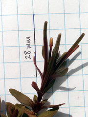 Epilobium porphyrium