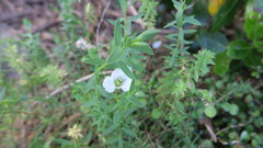 Linum monogynum monogynum