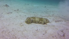 Stichopus