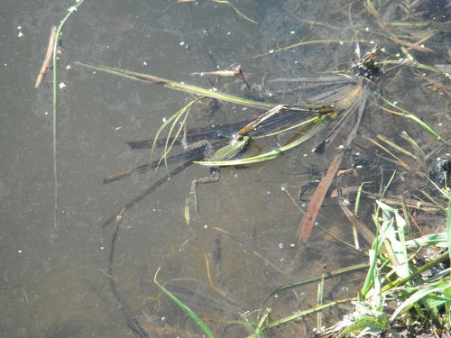 Marsh Frog