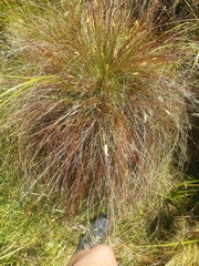 Schoenus pauciflorus