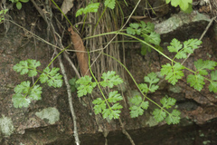 Kitagawia terebinthacea