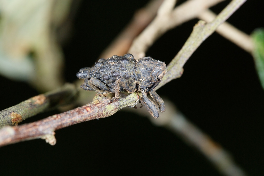 Poropterus