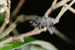 Poropterus conifer
