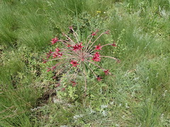 Brunsvigia undulata