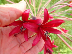 Brunsvigia undulata