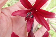 Brunsvigia undulata