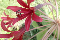 Brunsvigia undulata