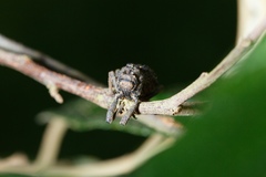 Poropterus conifer