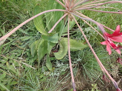 Brunsvigia undulata
