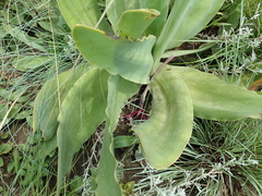 Brunsvigia undulata