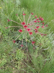 Brunsvigia undulata