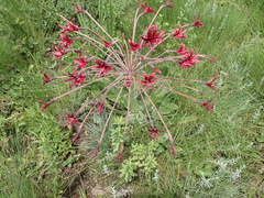 Brunsvigia undulata