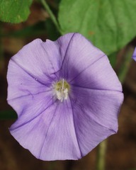 Convolvulus sabatius subsp. mauritanicus image