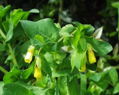 Cerinthe major subsp. major image