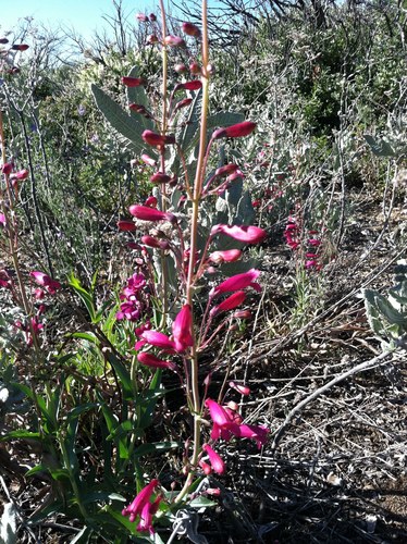 Penstemon X dubius