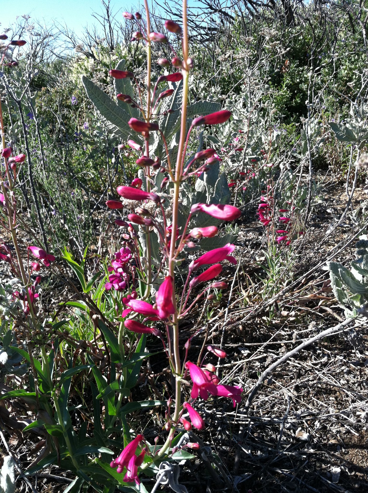 Penstemon X dubius