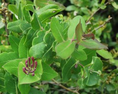 Lonicera implexa