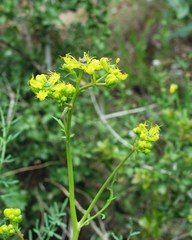 Ruta angustifolia