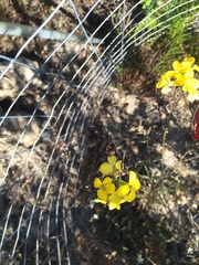 Erysimum teretifolium